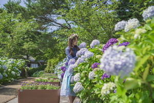 <b>수국</b>으로 물든 꽃길, 상효원 수목원에서 만나다