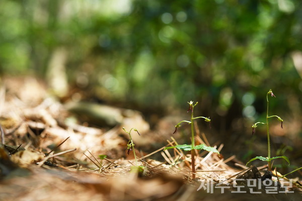사진제공=국립산림과학원 제주 난대아열대산림연구소/ 국내 난초 가운데 가장 작은 크기인 아기쌍잎난초.
