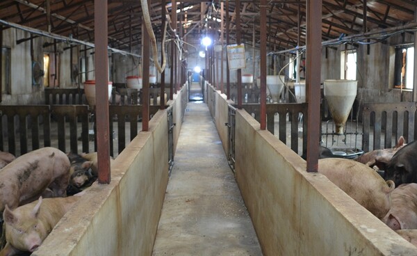 제주시 한림읍 금악리의 한 양돈농가 내부에 냉방기가 가동되고 있다. 이서희 기자