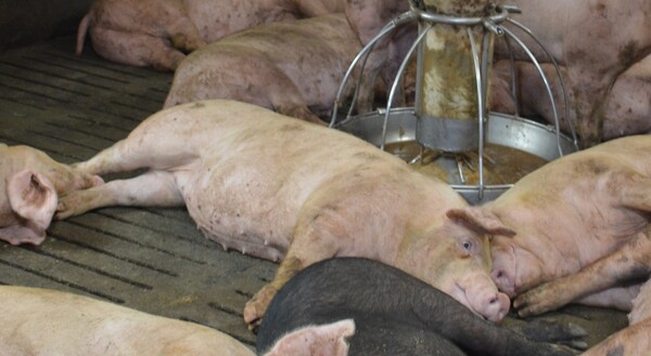 지난 13일 제주시 한림읍 금악리의 한 양돈농가에서 사육하는 돼지들이 더위를 식히기 위해 누워있다. 이서희 기자