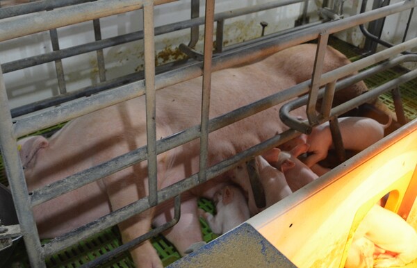 제주시 한림읍 금악리의 한 양돈농가에서 모돈이 새끼에게 젖을 물리고 있다. 이서희 기자