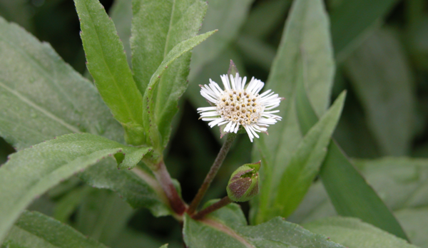 한련초. 국립생물자원관 제공