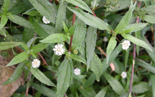 한련초. 국립생물자원관 제공