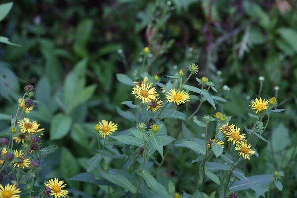 금불초. 국립생물자원관 제공