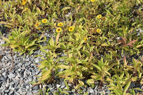 금불초. 국립생물자원관 제공