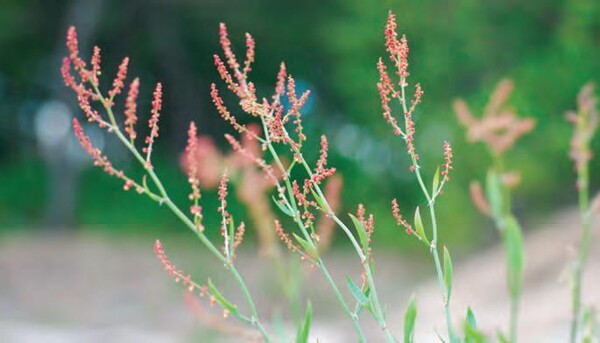 애기수영. [국립생물자원관]