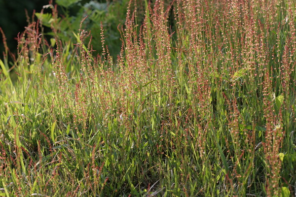 애기수영. [국립생물자원관]