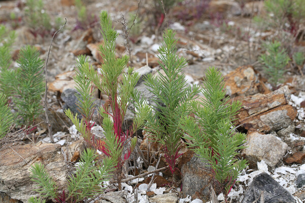 나문재. [국립생물자원관]