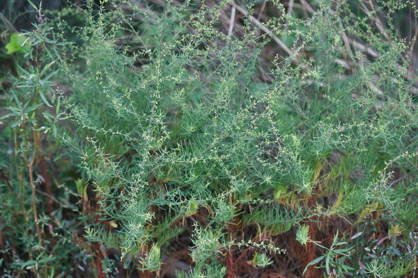 나문재. [국립생물자원관]