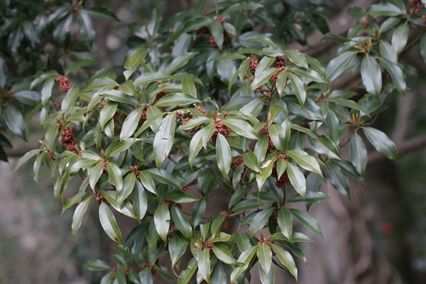 새덕이. [국립생물자원관]