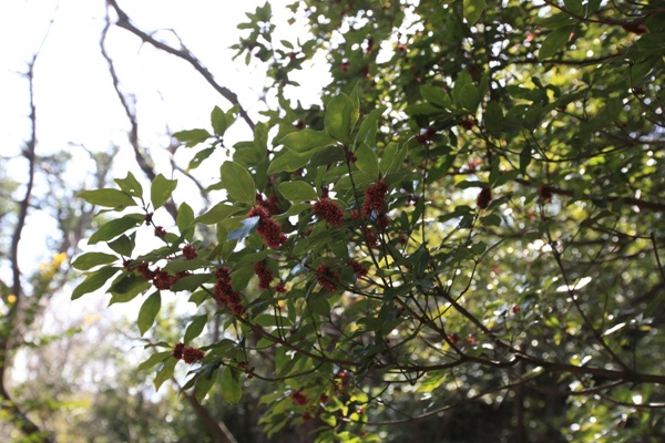 새덕이. [제주생물종다양성연구소]