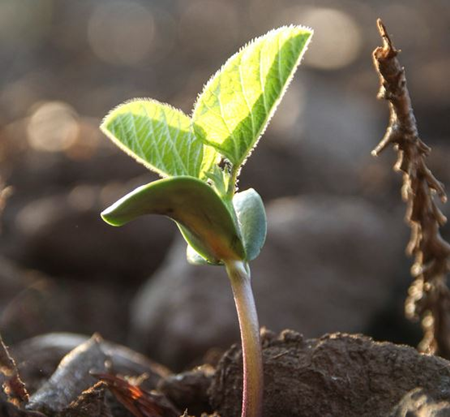 제주푸른콩. 푸른콩방주(영) 제공