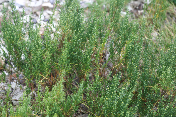 큰비쑥. 국립생물자원관 제공