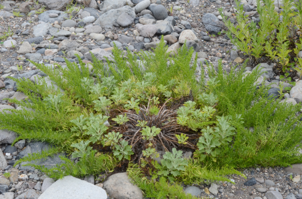 큰비쑥. 국립생물자원관 제공
