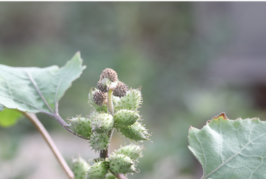 창이자. [국립생물자원관]