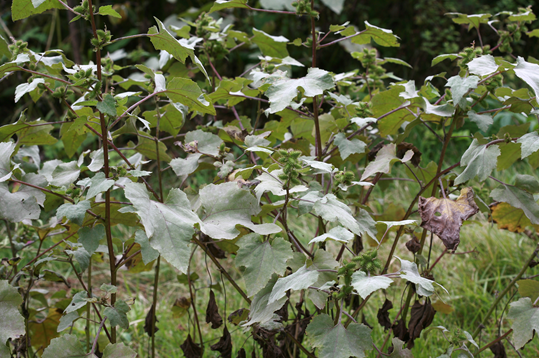 창이자. [국립생물자원관]