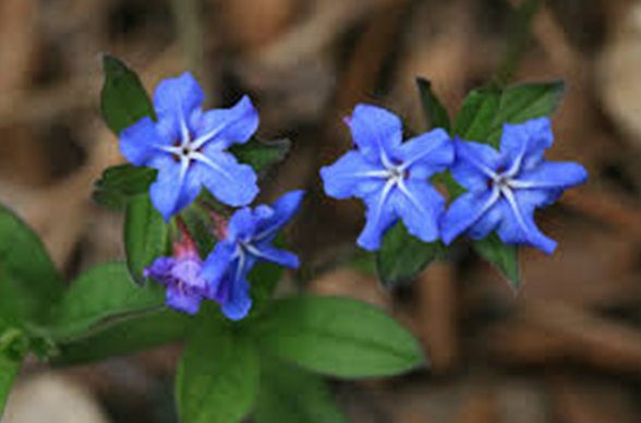 반디지치. [국립생물자원관]