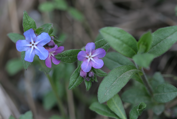 반디지치. [국립생물자원관]