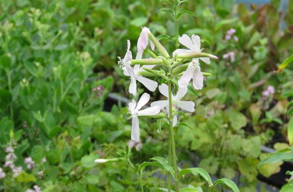 비누풀. [서울식물원]