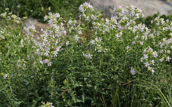 비누풀. [국립생물자원관]