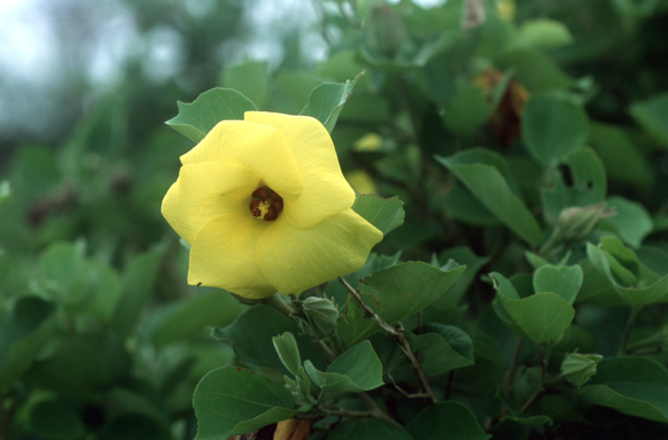 황근 [국립생물자원관]