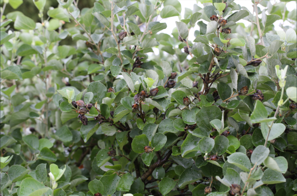 황근 [국립생물자원관]