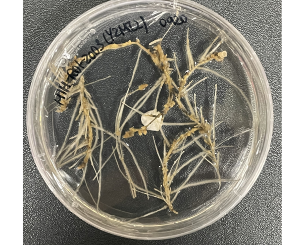 황근 부정근 세포 [제주테크노파크]