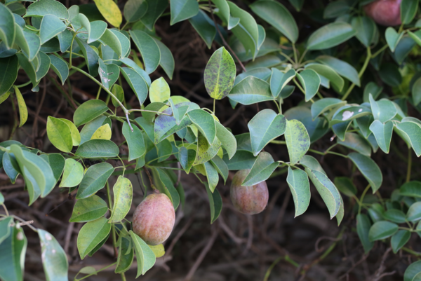 멀꿀. [국립생물자원관]