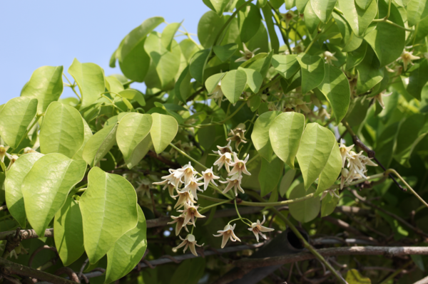 멀꿀. [국립생물자원관]