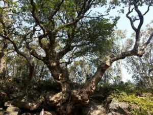 제주 강정동의 신비로운 담팔수...500년 역사 속 자연과 신앙 - 뉴스 썸네일 이미지